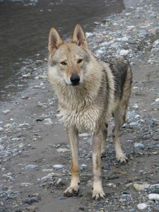 divina lupi del nord - femmina di lupo cecoslovacco 2